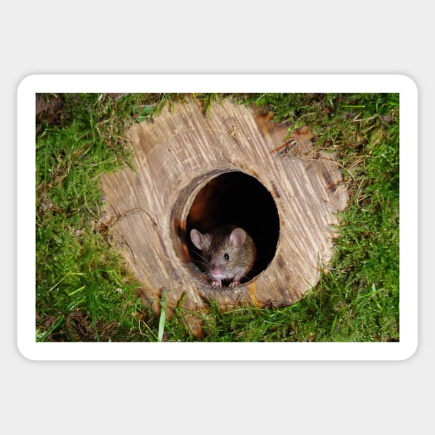 Mouse in a mossey hole Sticker by Simon-dell